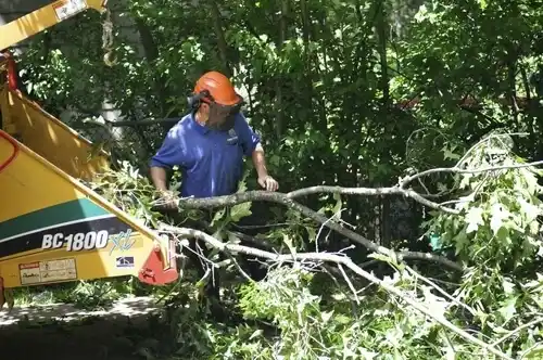 tree services Elliott